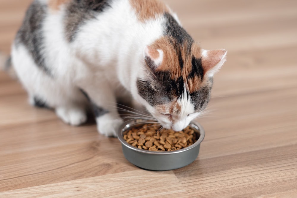 Best Dry Cat food