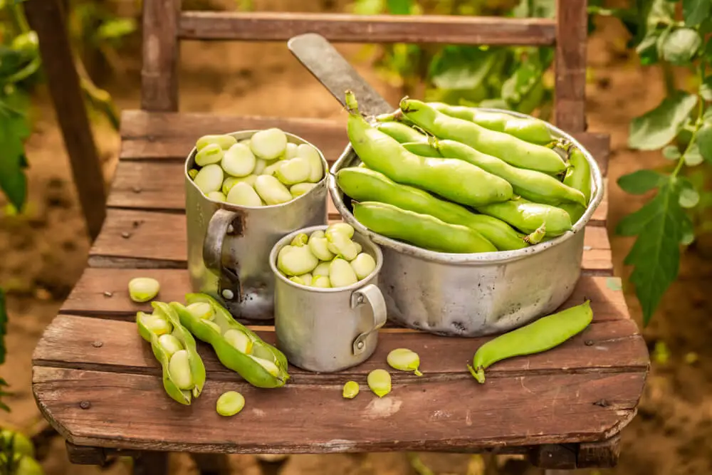 Broad Beans