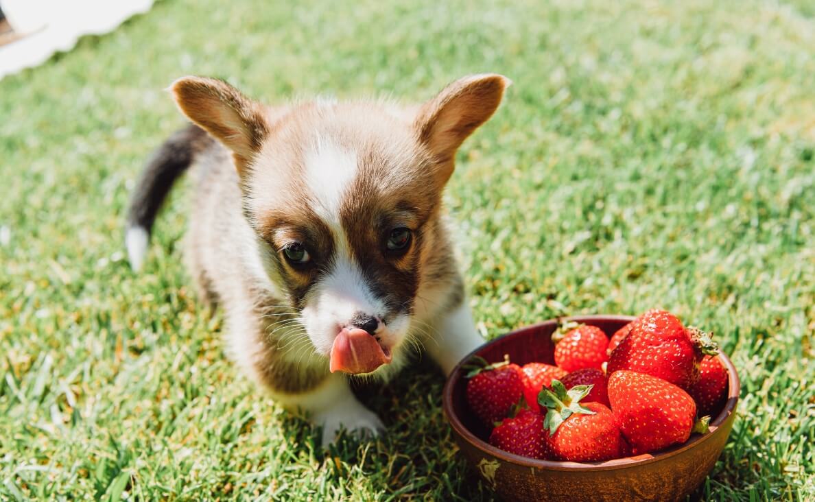 Can Dogs Eat Strawberries Can Dogs Eat Strawberries