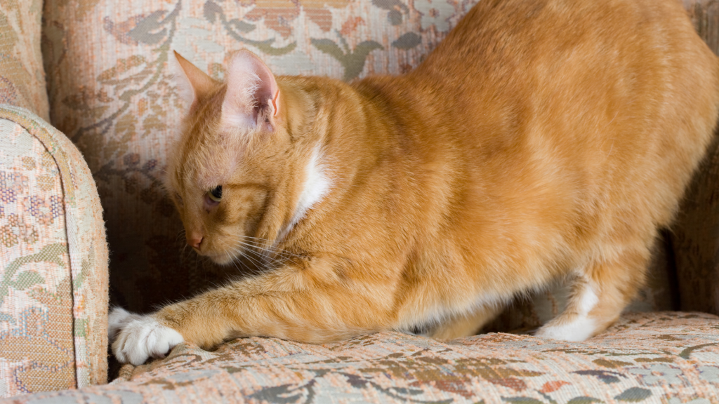 Cat Scratching Furniture