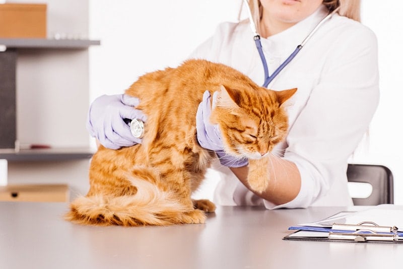 Cats Diseases and treatments