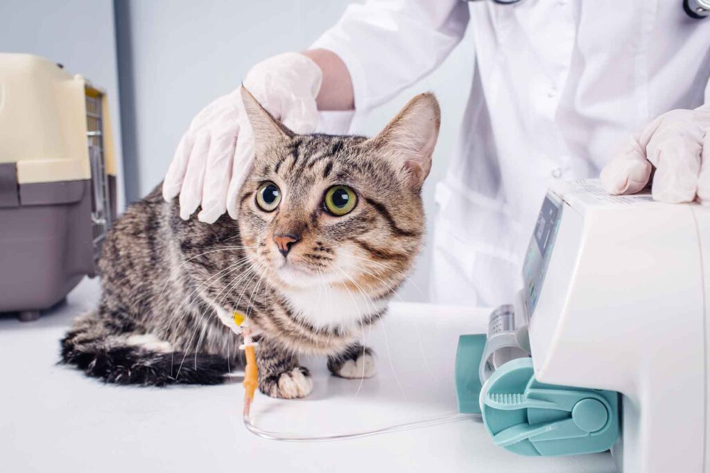 Cats Diseases and treatments