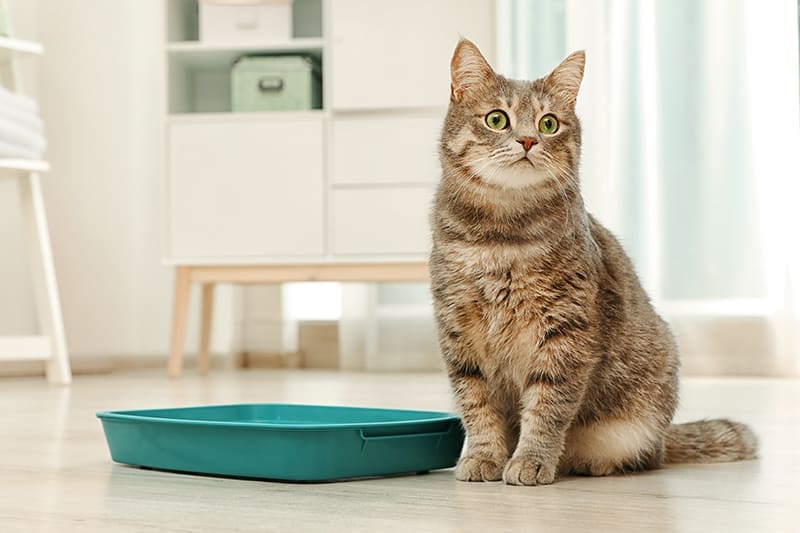 Cats Diseases and treatments