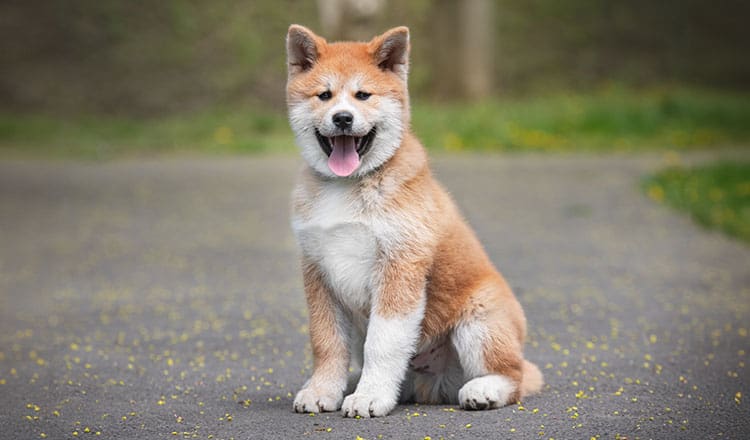 Expensive Dog Breeds Expensive Dog Breeds