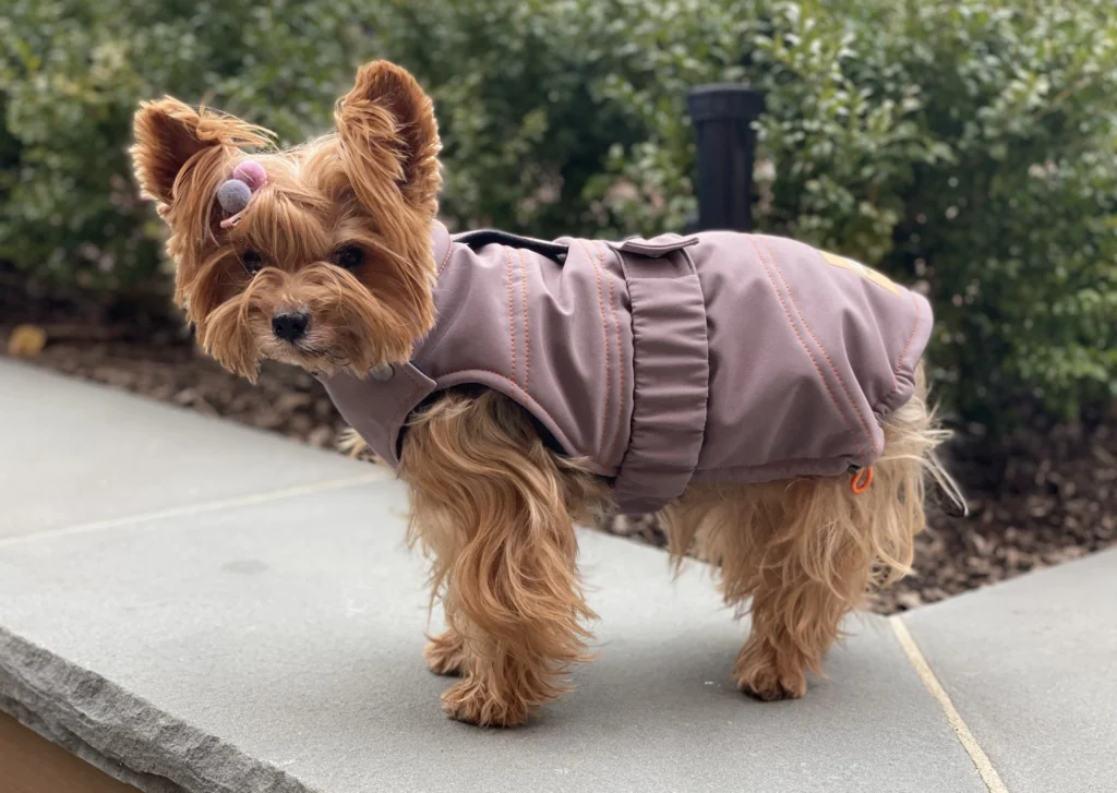 Yorkie Dog Clothes