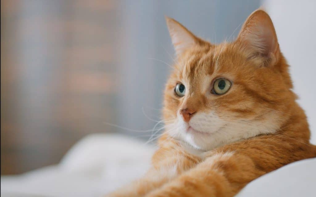Are Cats Allowed in Hotels