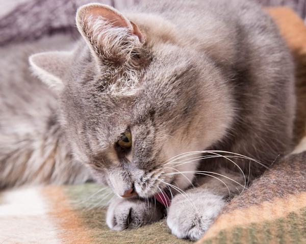 Cat Palm Care Cat Palm Care