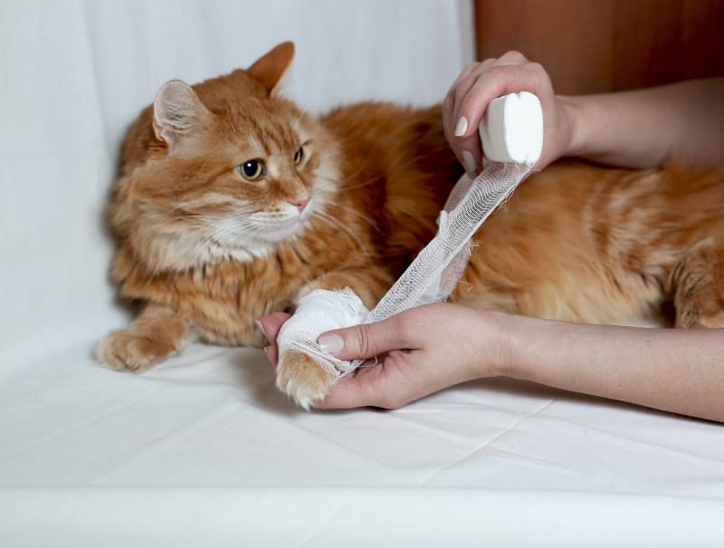 Cat Wound Care