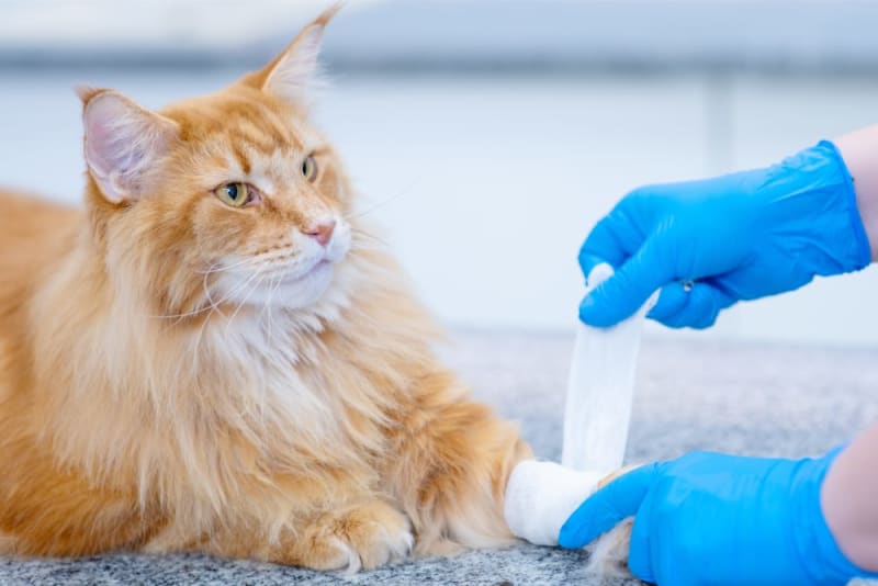 Cat Wound Care