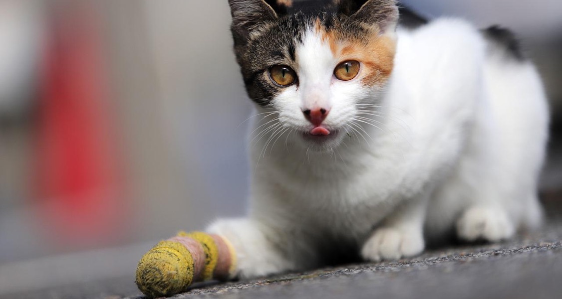 Cat Wound Care