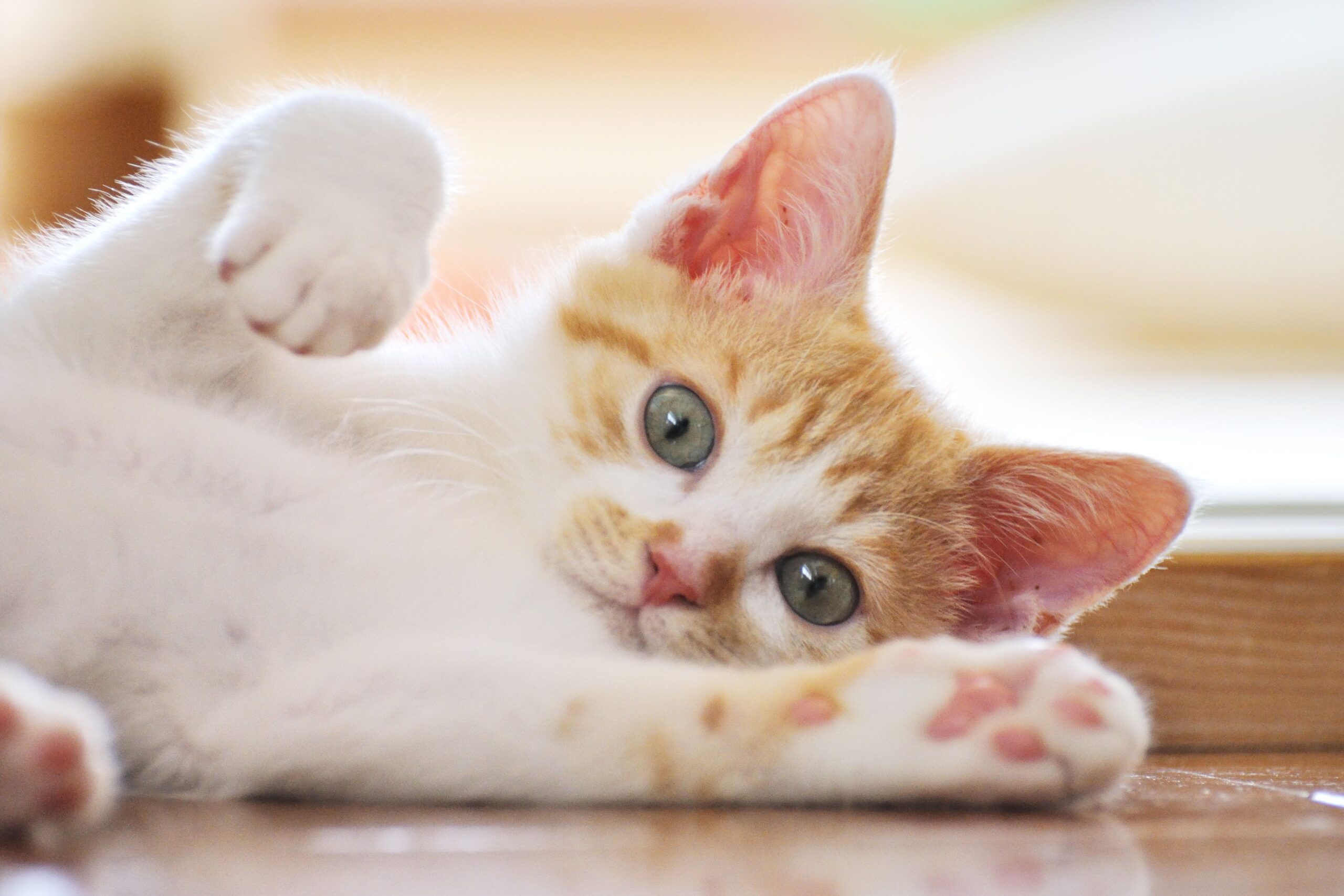 Feline Panleukopenia