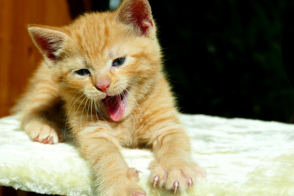 cat constantly meowing at me