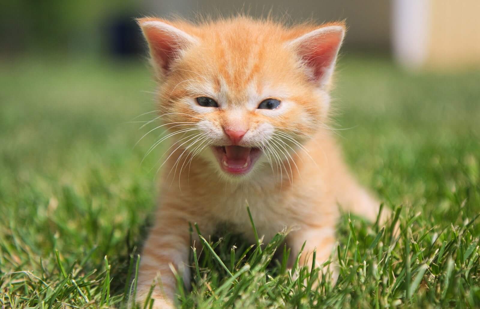 cat constantly meowing at me