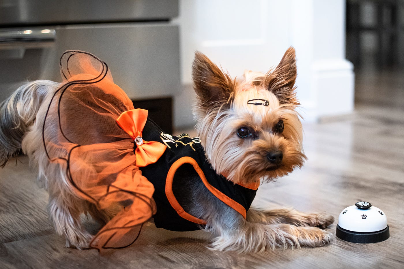 Yorkies for Dogs