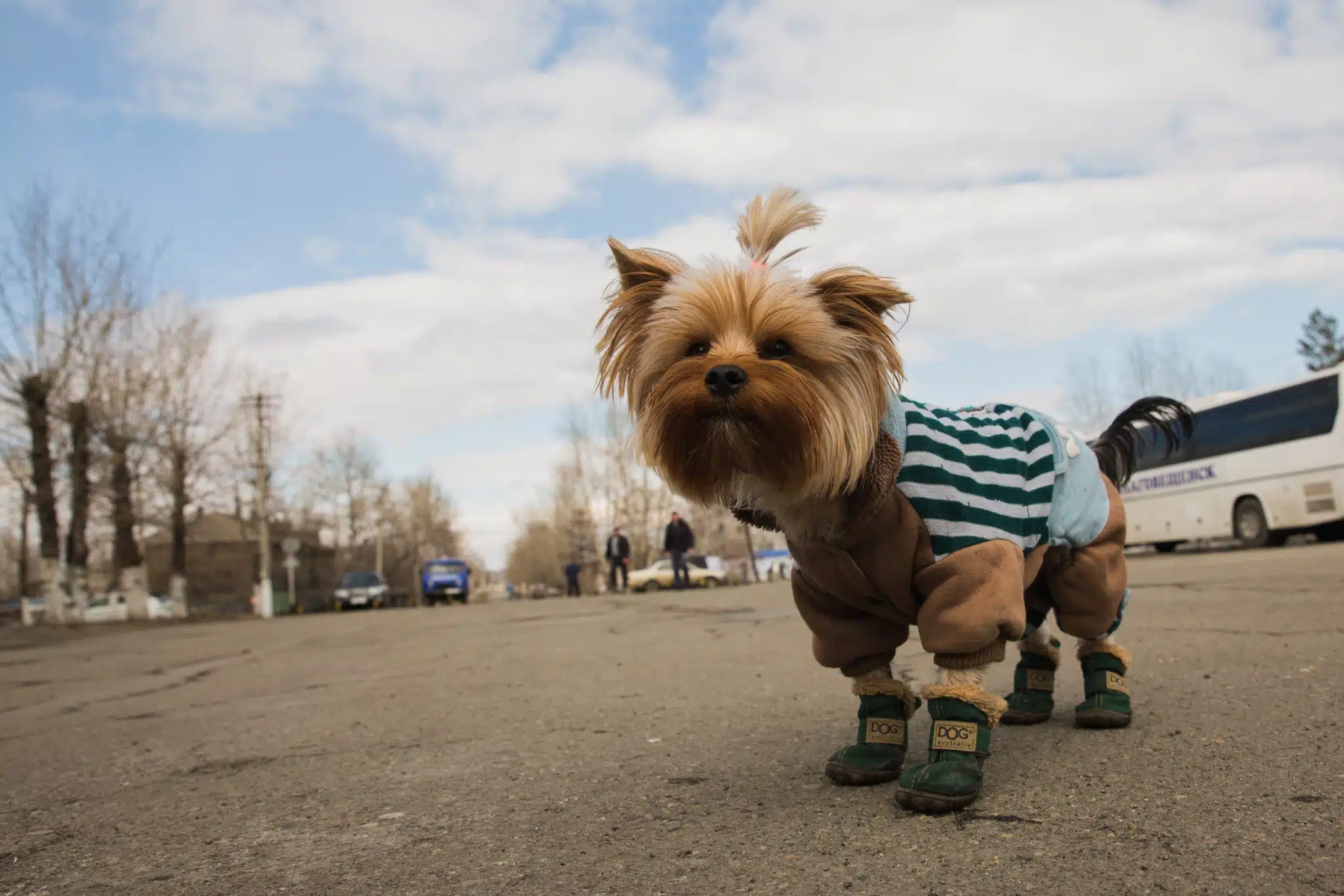 Yorkies for Dogs