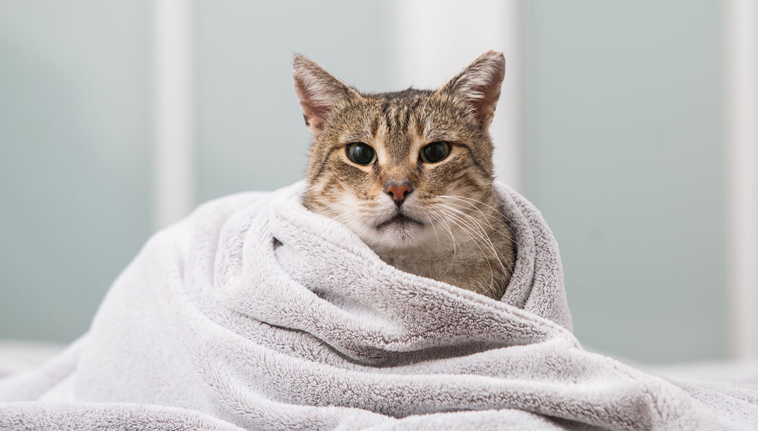 do hotels accept cats