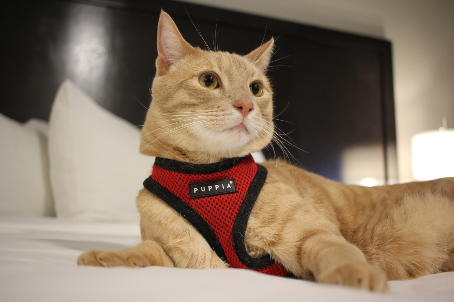 do hotels accept cats
