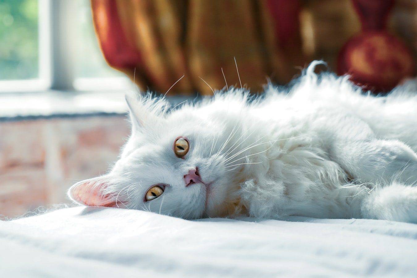 do hotels accept cats